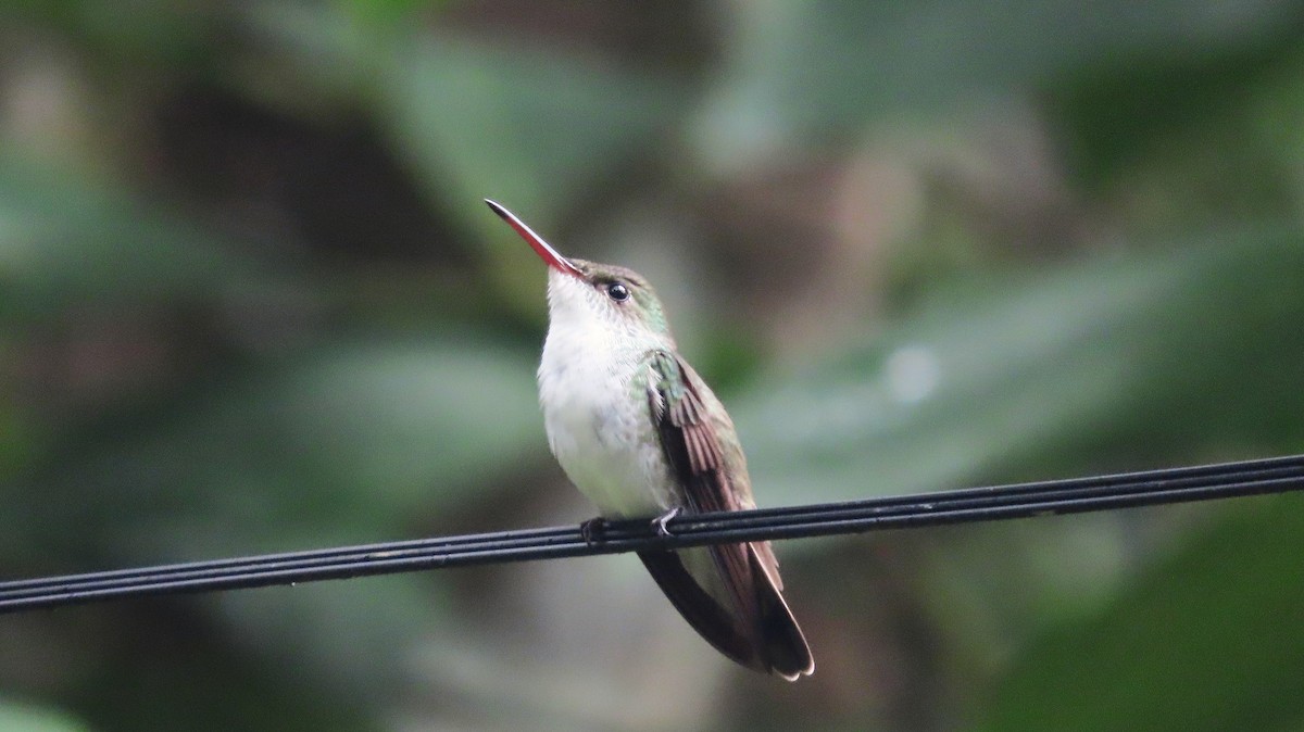 mayakolibri - ML644680230