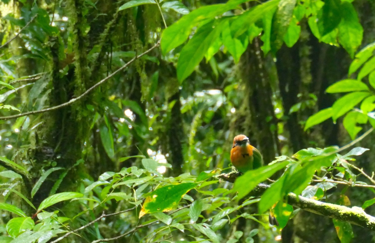 Broad-billed Motmot - ML644680231