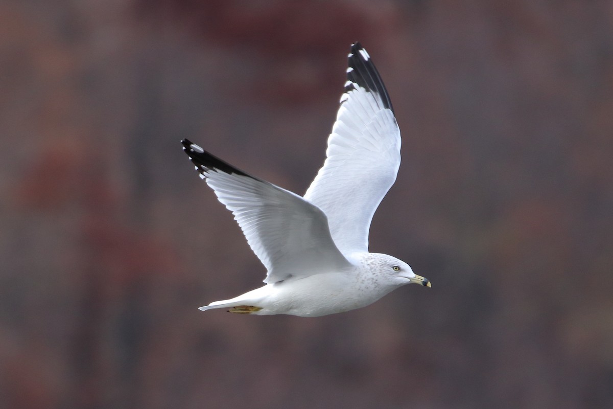 Ring-billed Gull - ML644680235