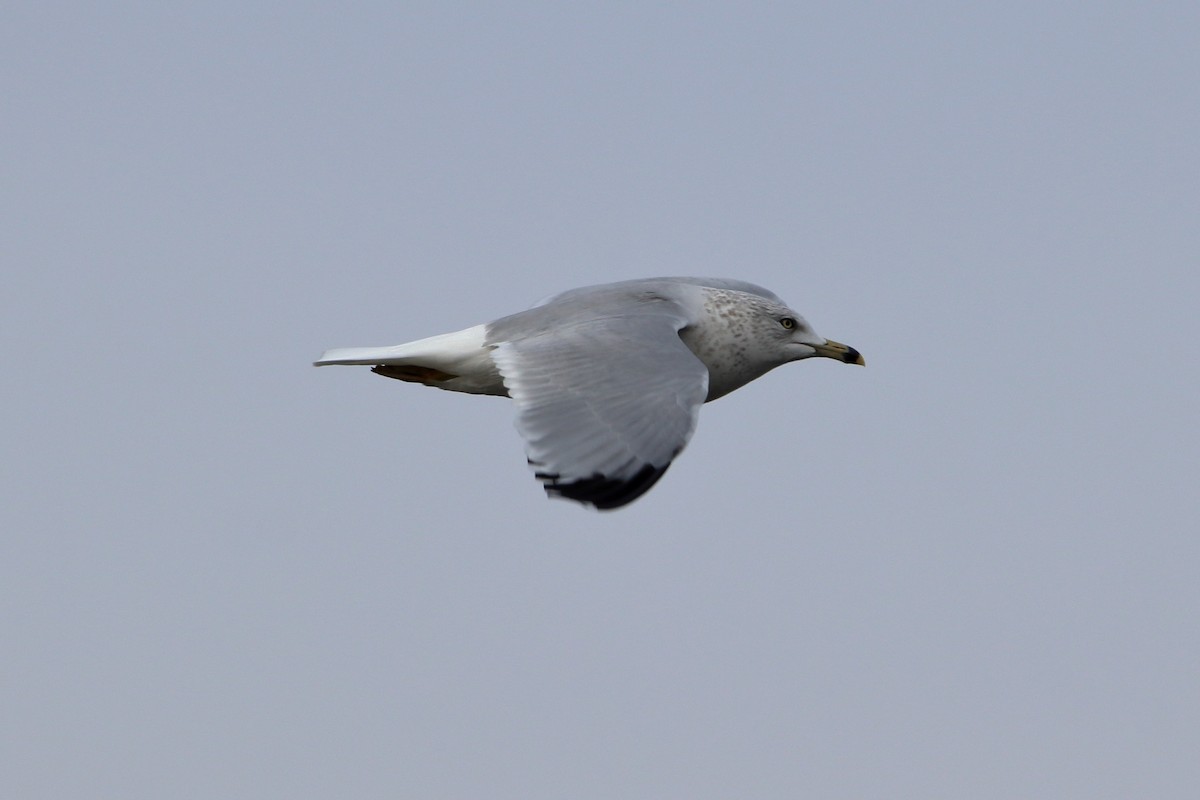 Ring-billed Gull - ML644680238