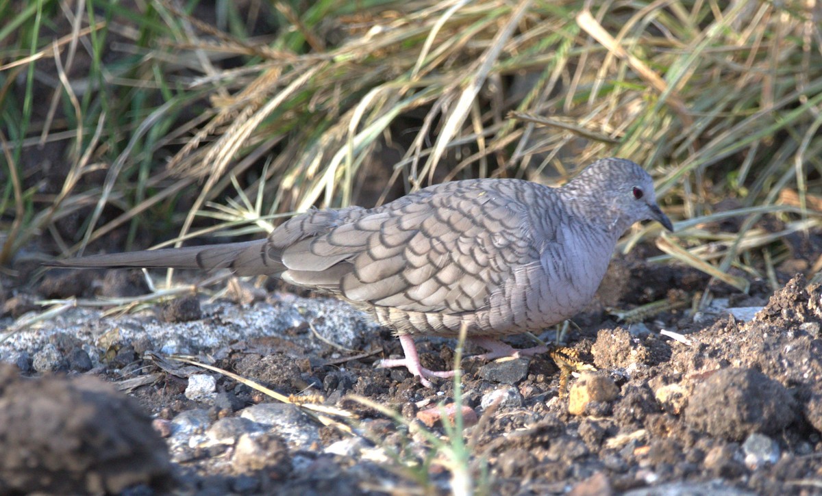 Inca Dove - ML644680239