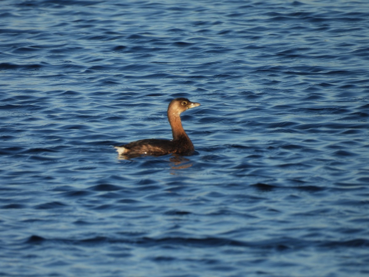 Пірникоза рябодзьоба - ML644680240