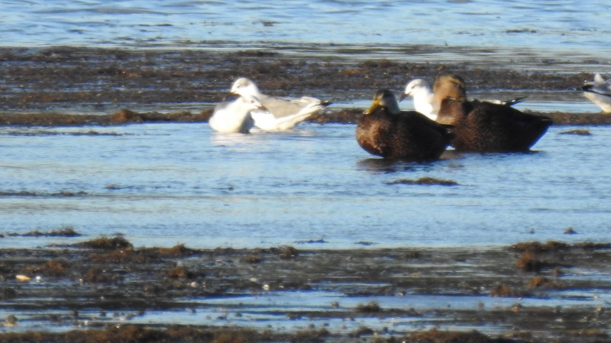 Gabbiano sghignazzante - ML644680241