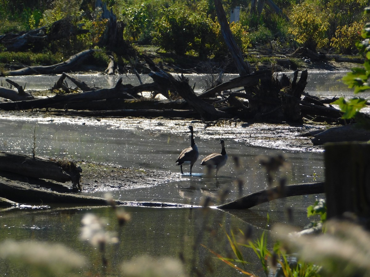Canada Goose - ML644680243