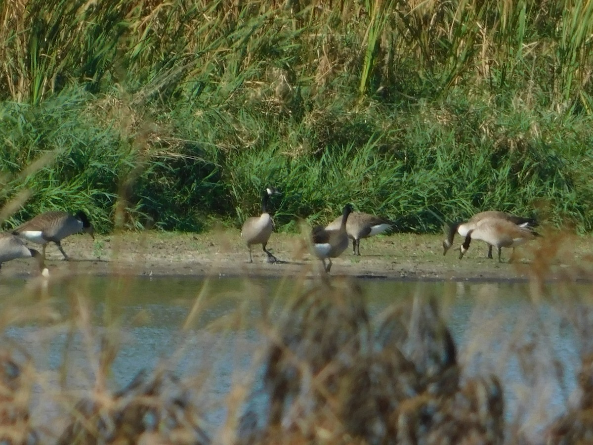 Canada Goose - ML644680244