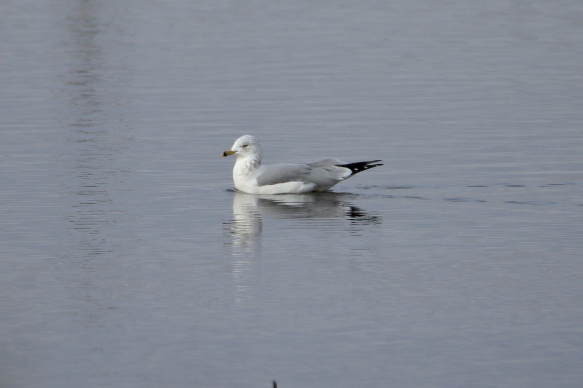 Ring-billed Gull - ML644680245