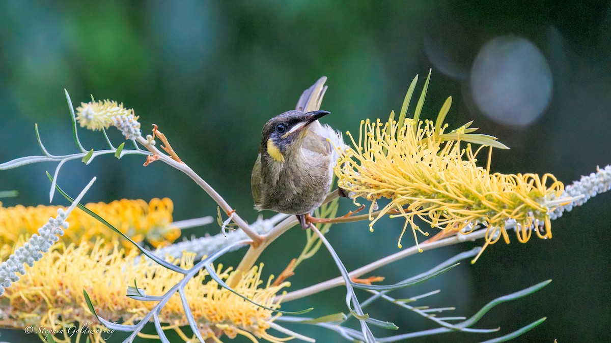Медолюб великий - ML644680246
