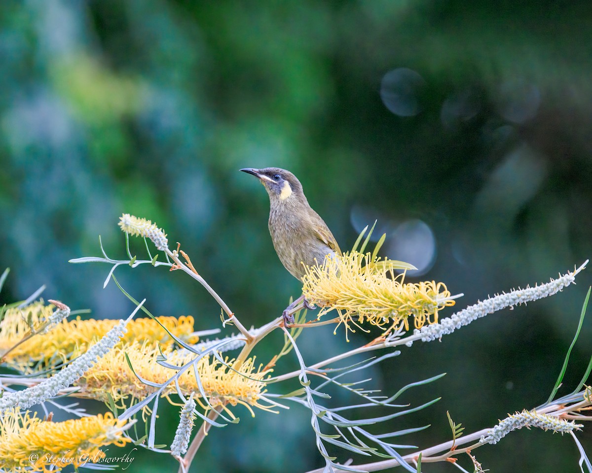 Медолюб великий - ML644680247