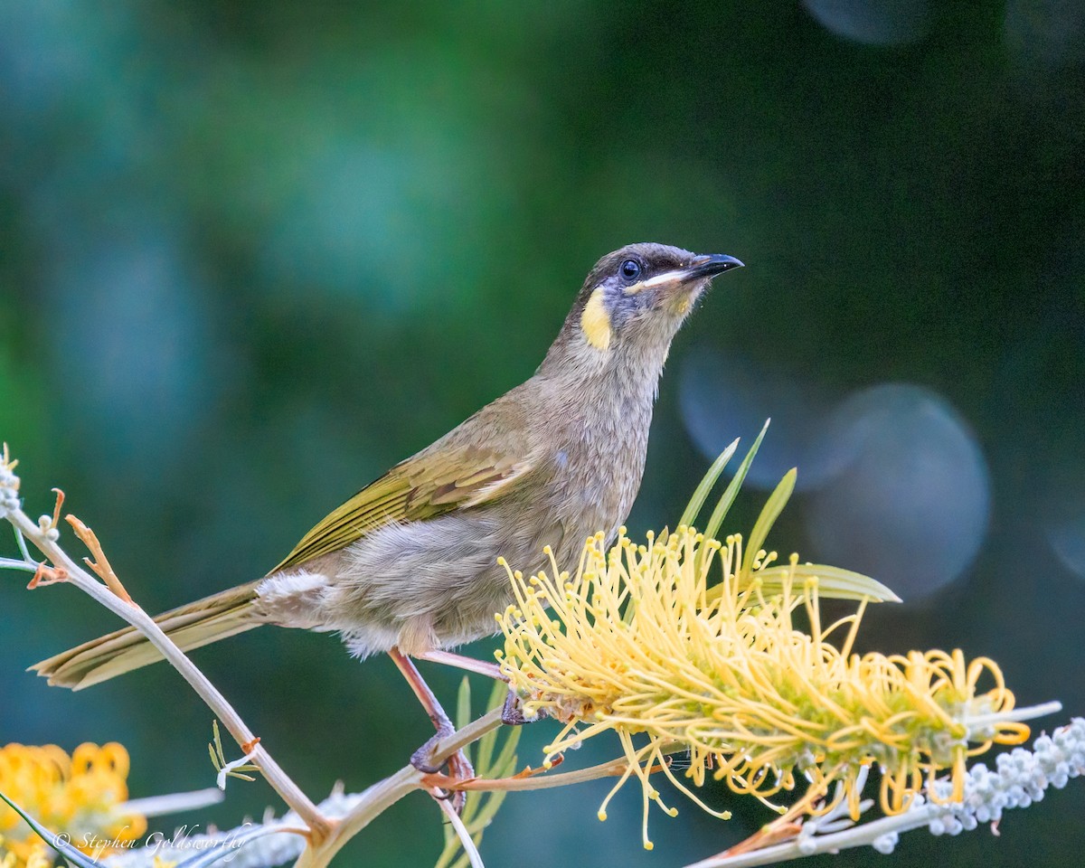 Медолюб великий - ML644680248
