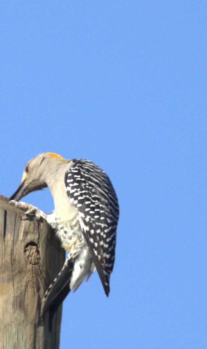 Golden-fronted Woodpecker - ML644680249