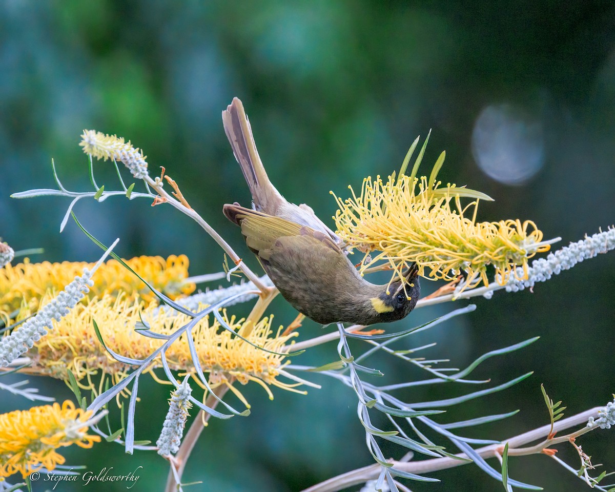 Медолюб великий - ML644680250