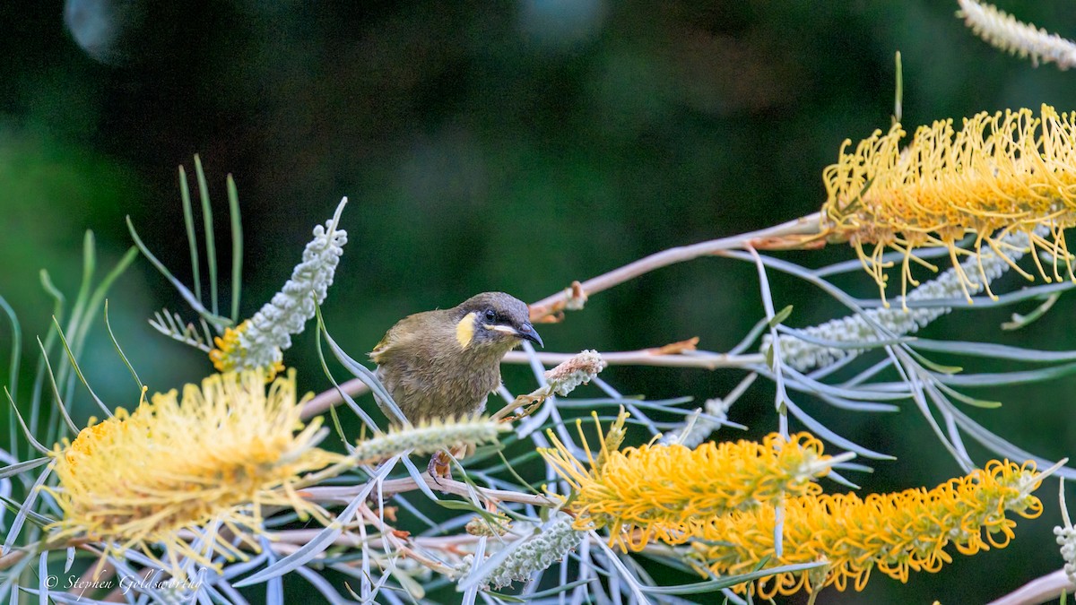 Медолюб великий - ML644680251