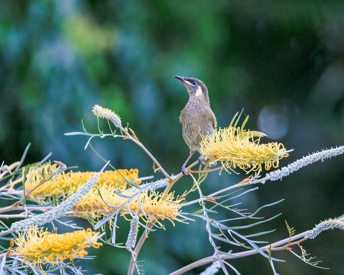 Медолюб великий - ML644680252