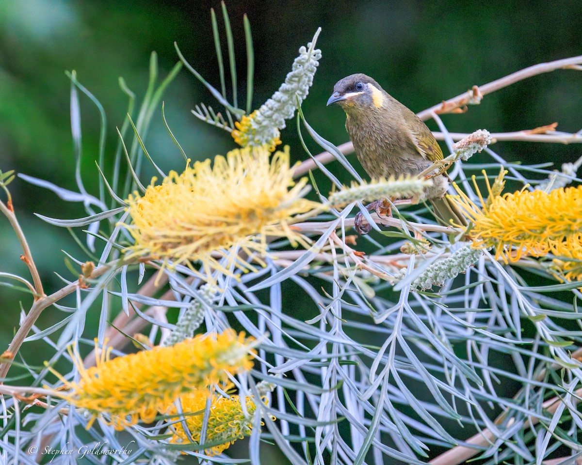 Медолюб великий - ML644680253