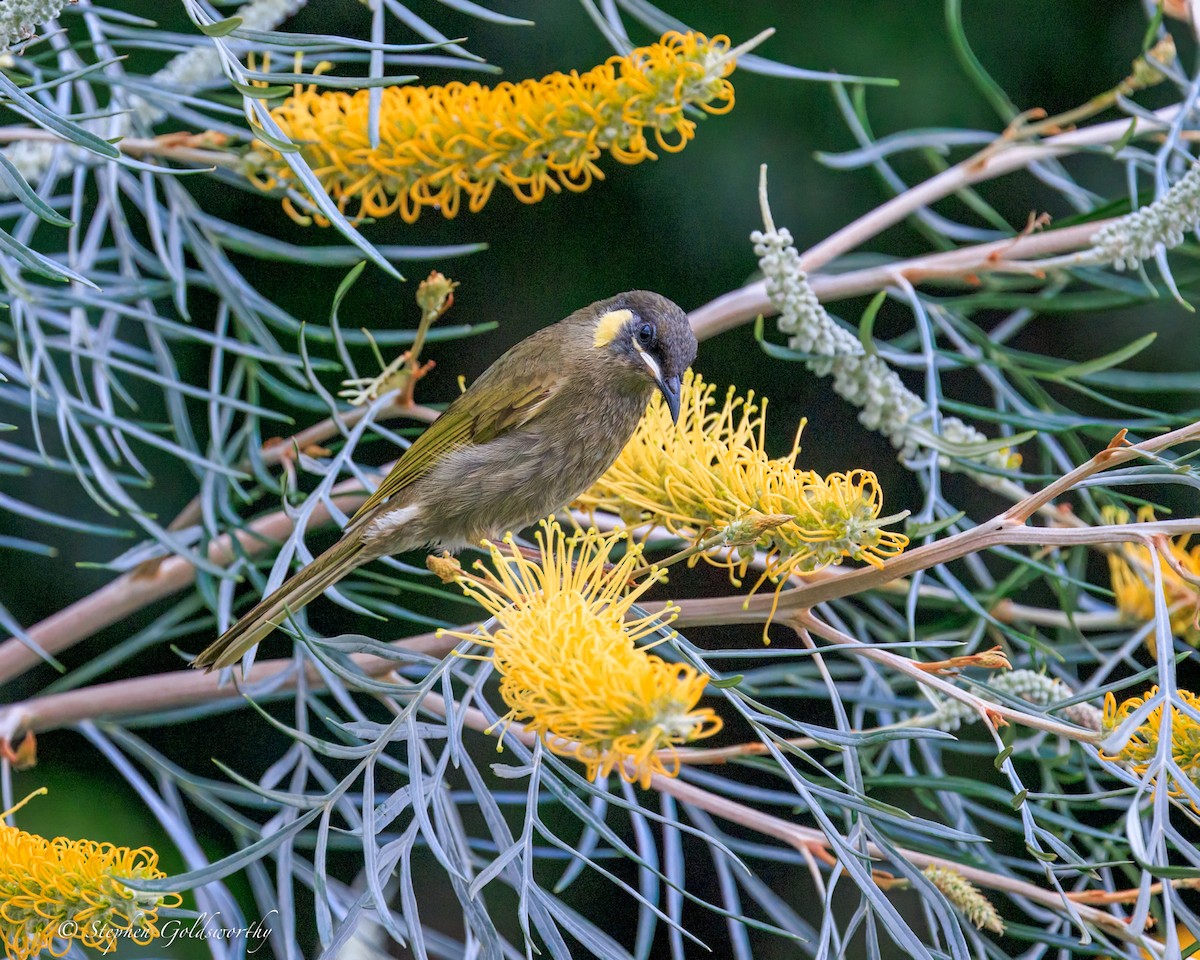 Медолюб великий - ML644680254