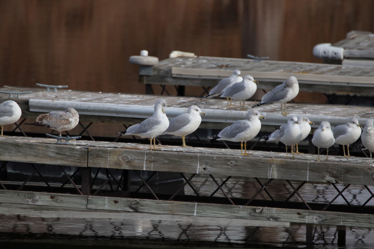 Ring-billed Gull - ML644680255