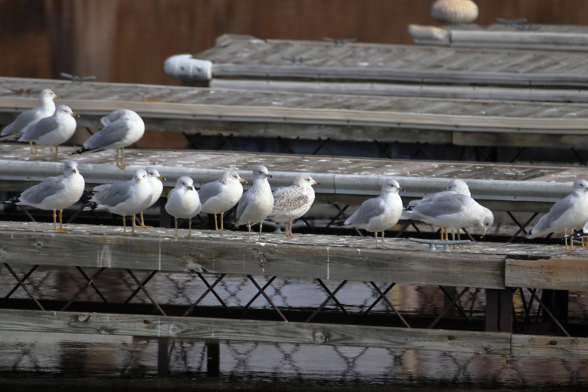 Ring-billed Gull - ML644680260