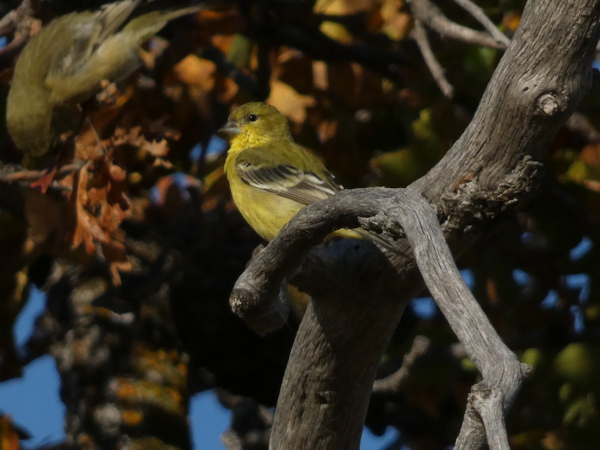 Чиж малий - ML644680266