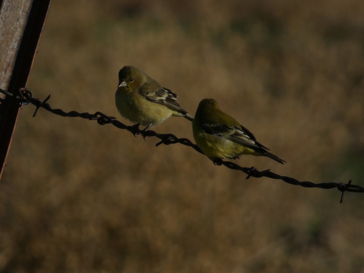 Чиж малий - ML644680267