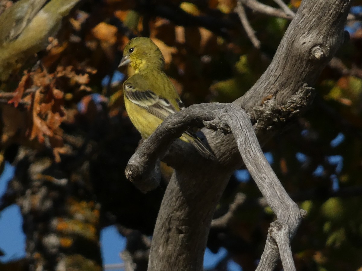 Чиж малий - ML644680268