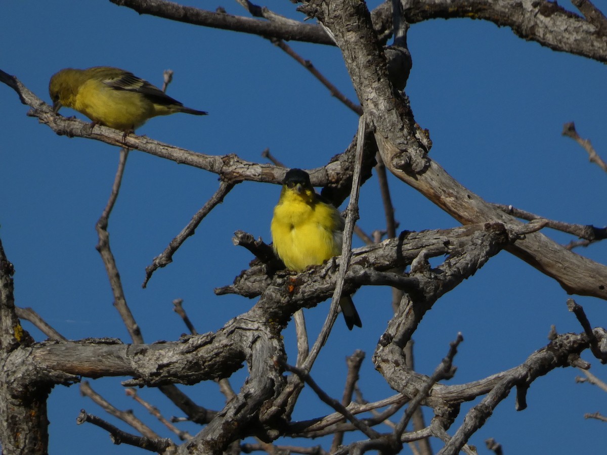 Чиж малий - ML644680269