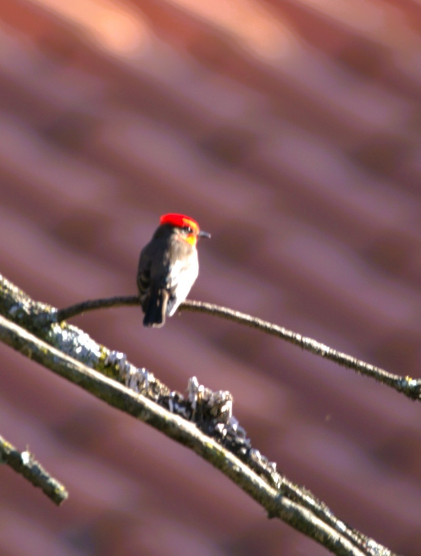 Vermilion Flycatcher - ML644680275