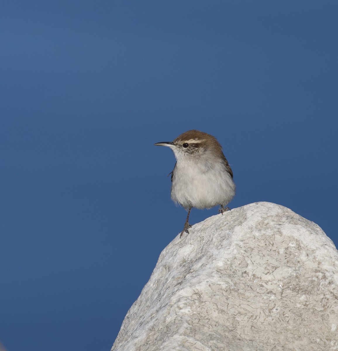 Bewick's Wren - ML644680276