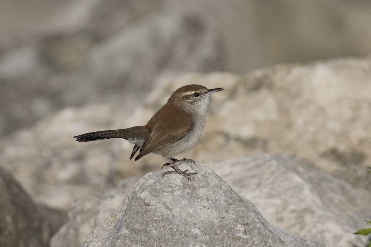 Bewick's Wren - ML644680277