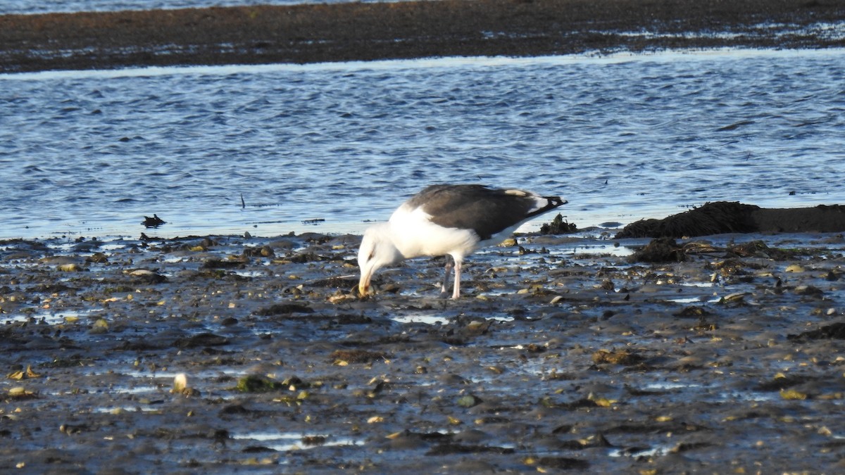 Büyük Kara Sırtlı Martı - ML644680278