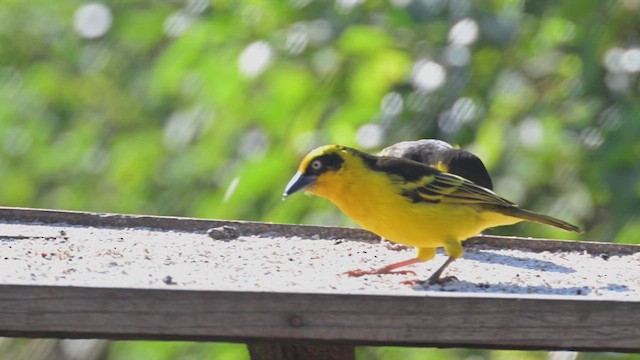 Baglafecht Weaver - ML644680280
