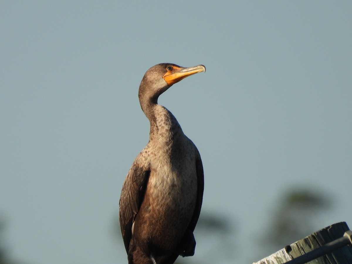 Cormoran à aigrettes - ML644680282
