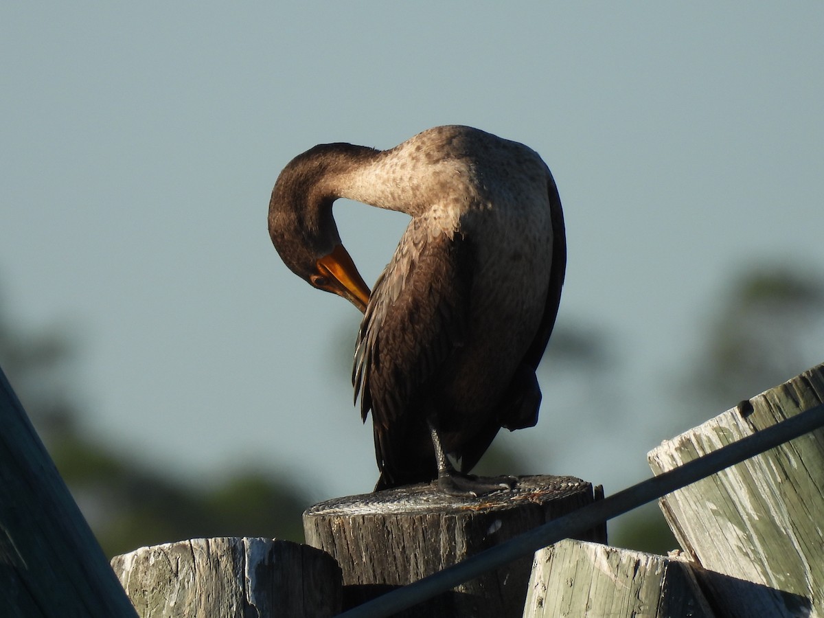 Cormoran à aigrettes - ML644680283