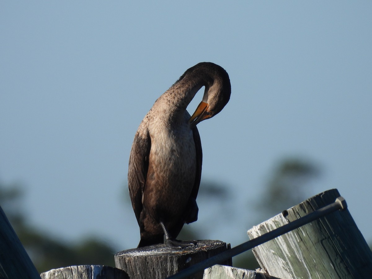 Cormoran à aigrettes - ML644680284