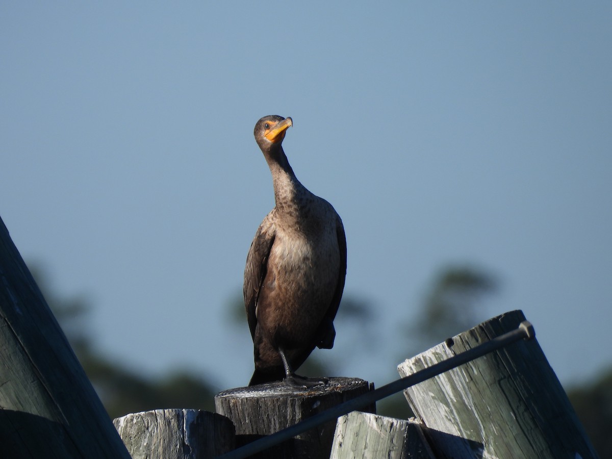 Cormoran à aigrettes - ML644680285