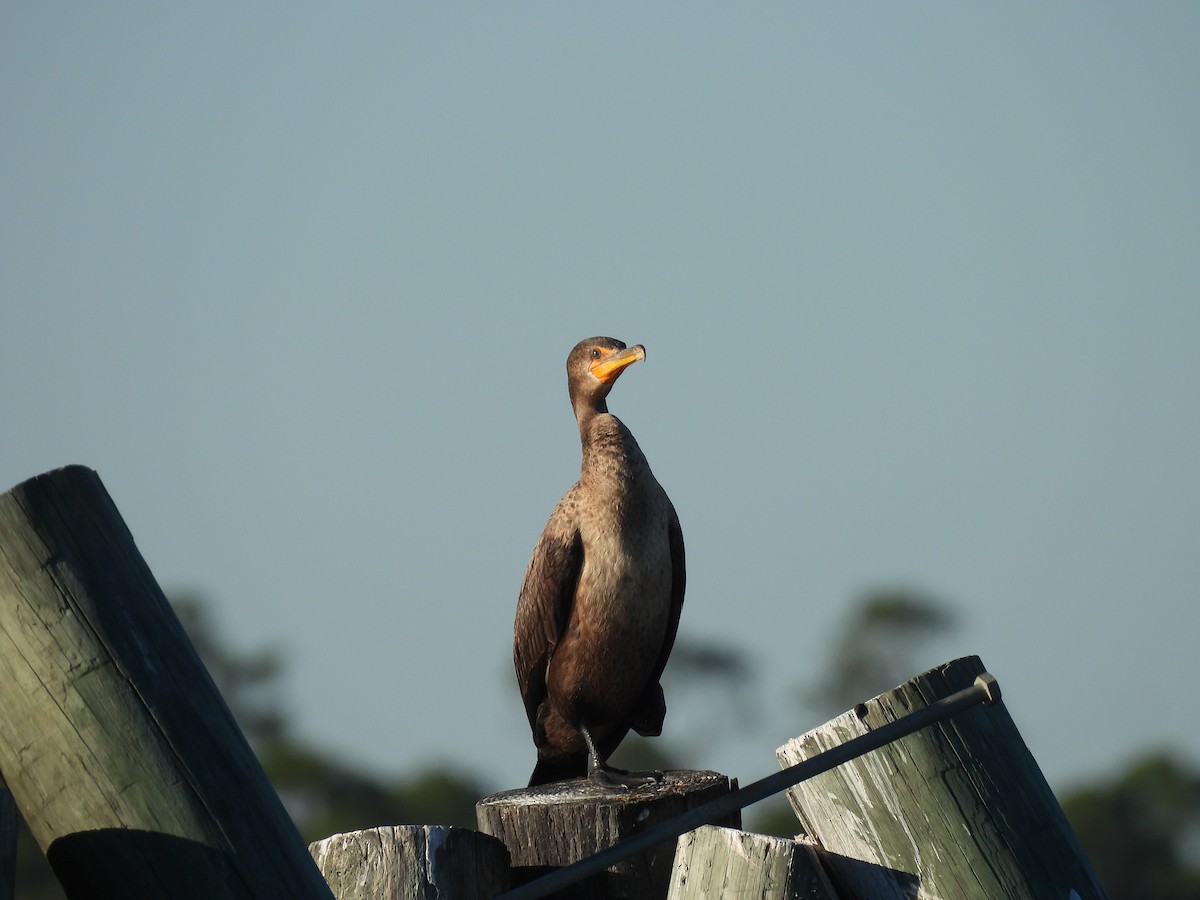 Cormoran à aigrettes - ML644680287