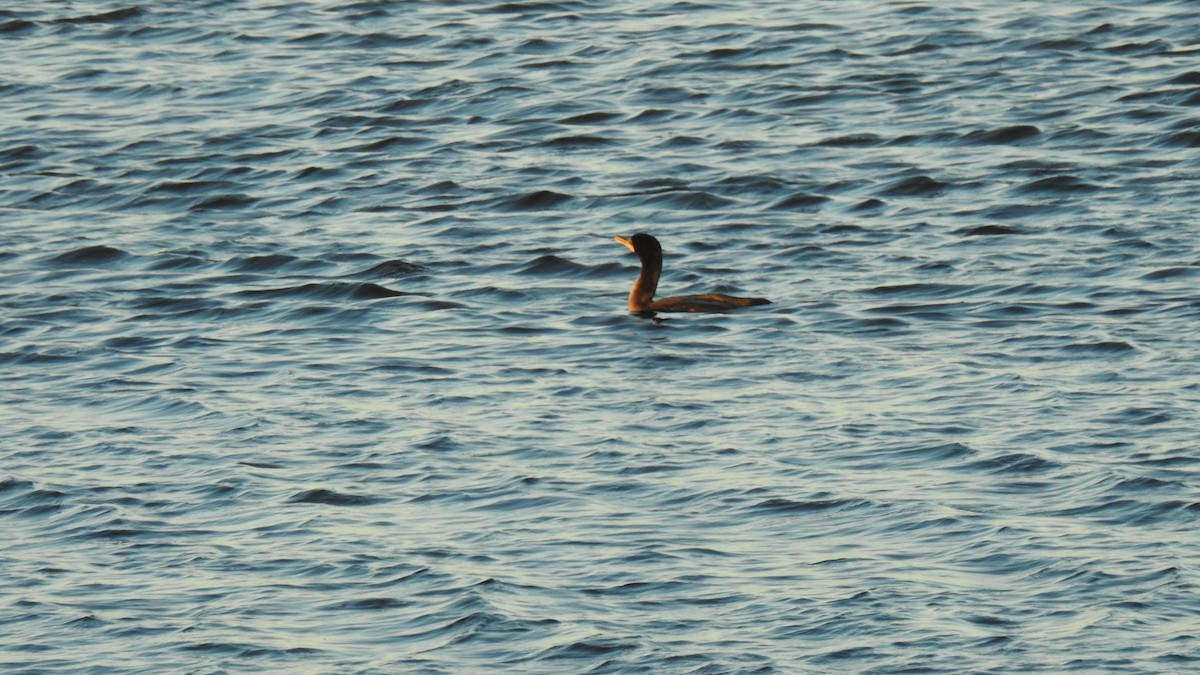 Cormoran à aigrettes - ML644680288