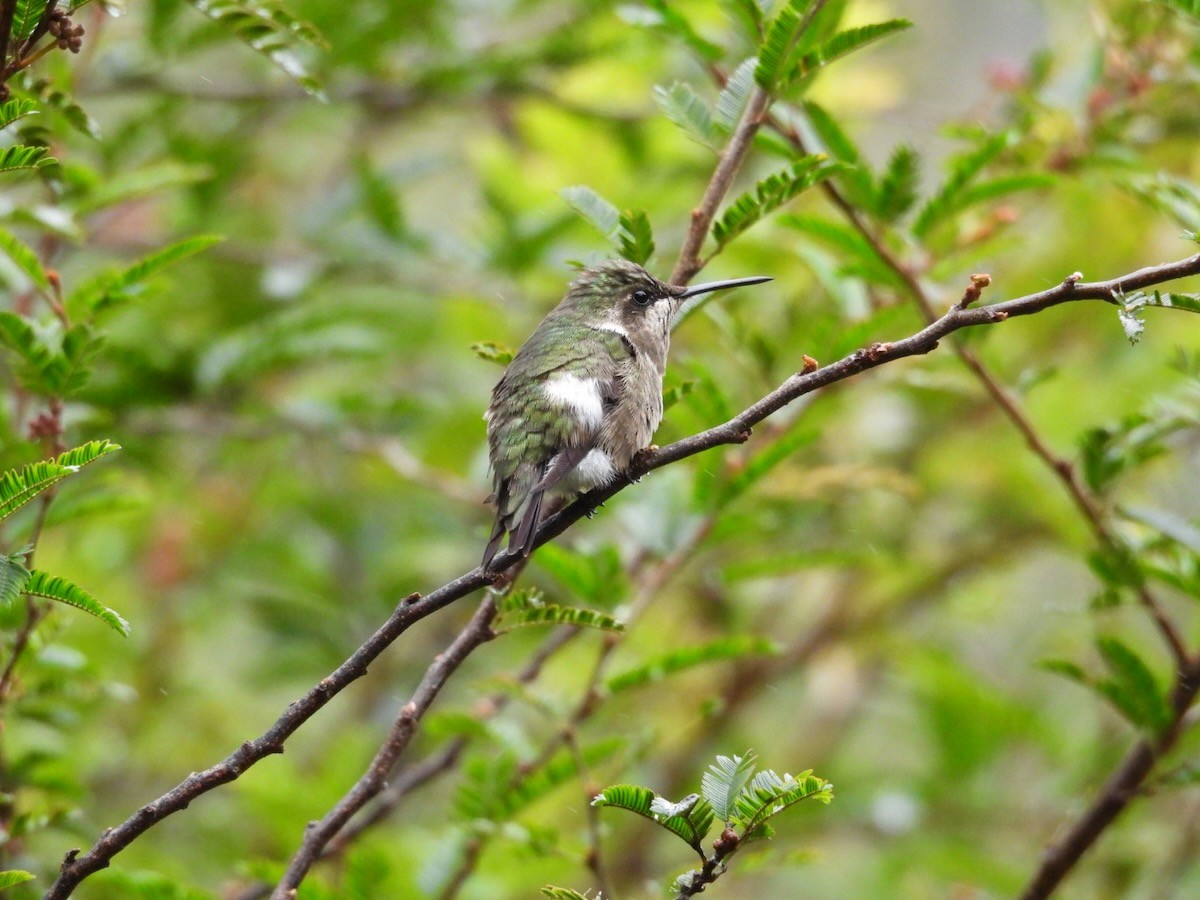 Colibri améthyste - ML644680296