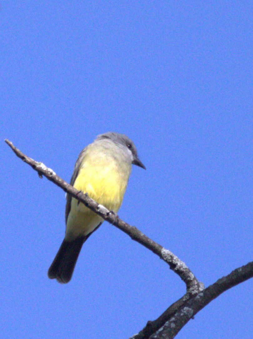 Cassin's Kingbird - ML644680299
