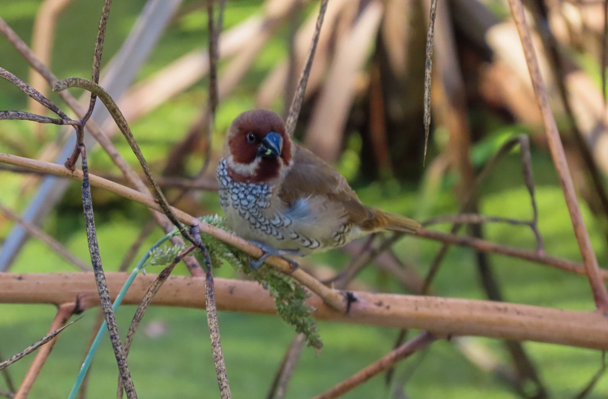 Scaly-breasted Munia - ML644680302