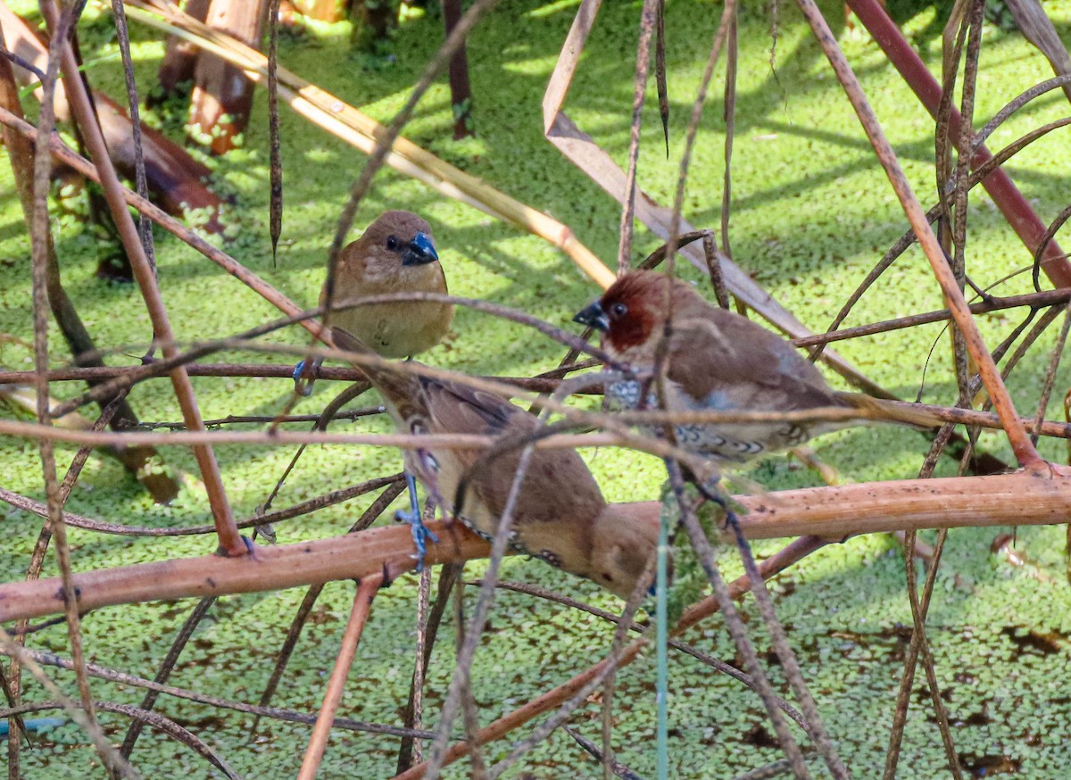 Scaly-breasted Munia - ML644680303