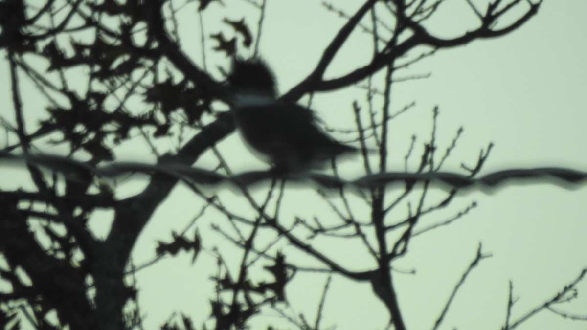 שלדג אמריקני - ML644680304