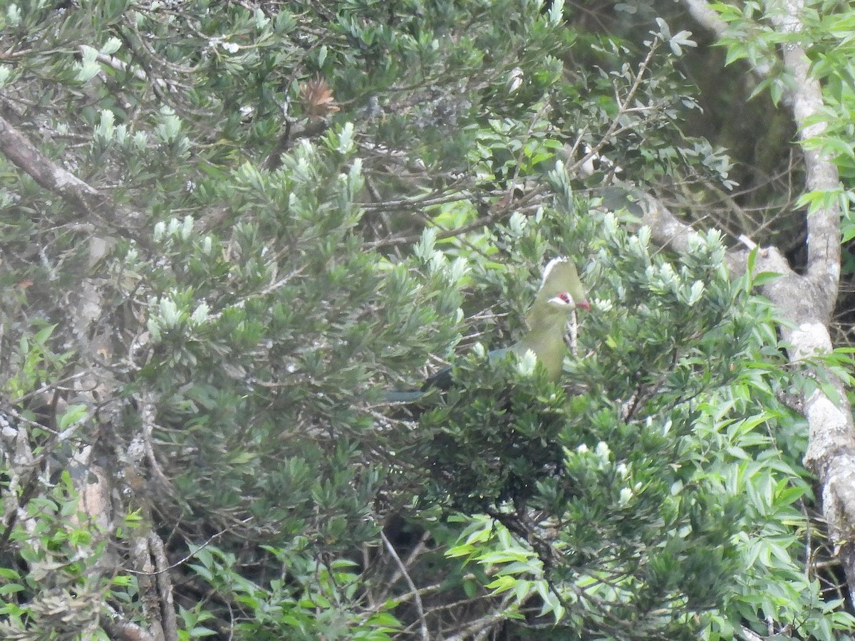 Knysna Turaco - ML644680305