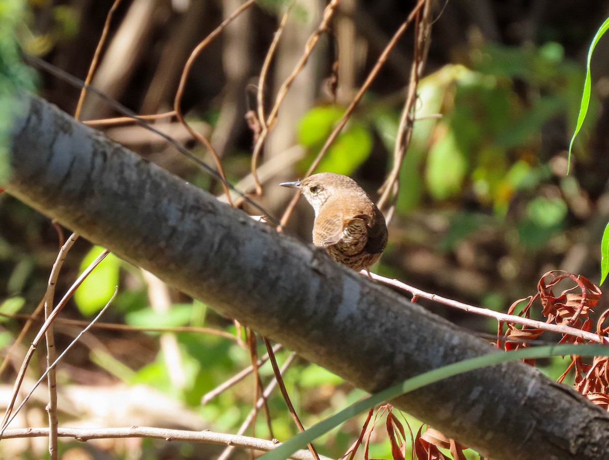 Northern House Wren - ML644680306