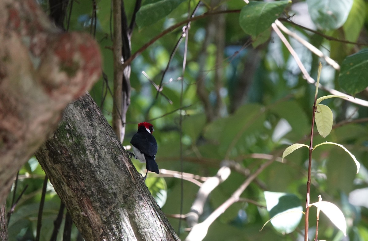 Masked Cardinal - ML644680307
