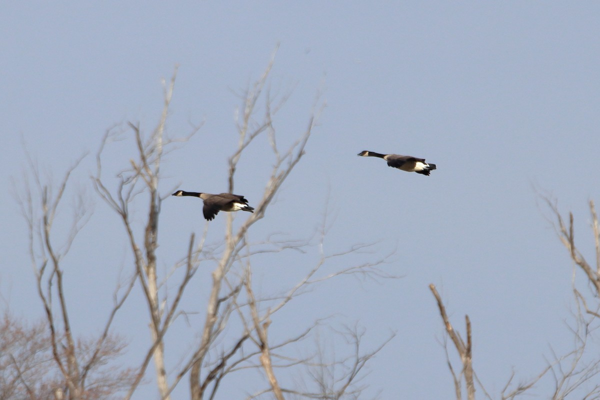 Canada Goose - ML644680308