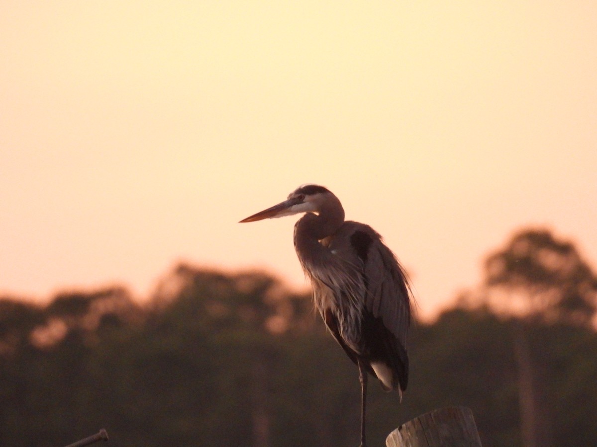 Great Blue Heron - ML644680310