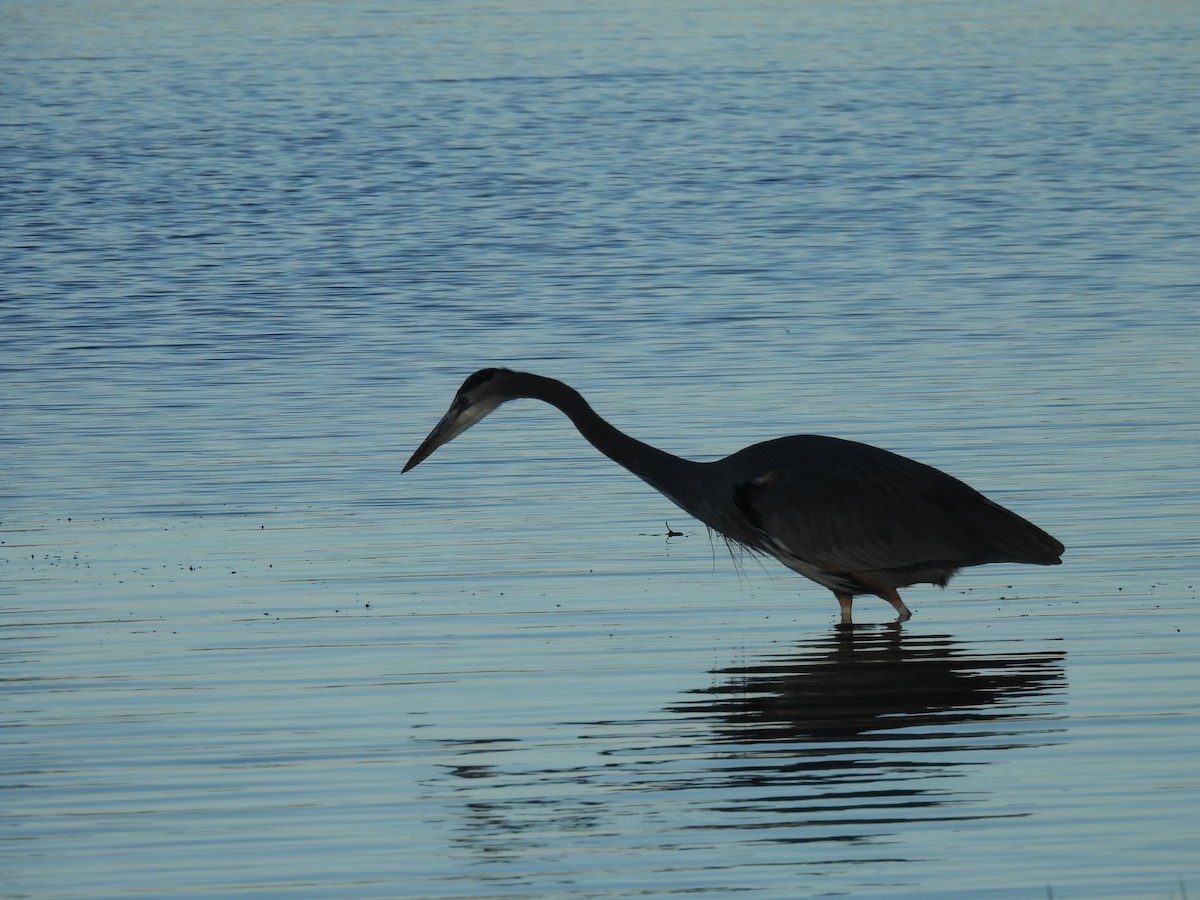 Great Blue Heron - ML644680312