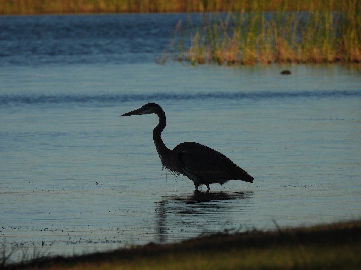 Great Blue Heron - ML644680313