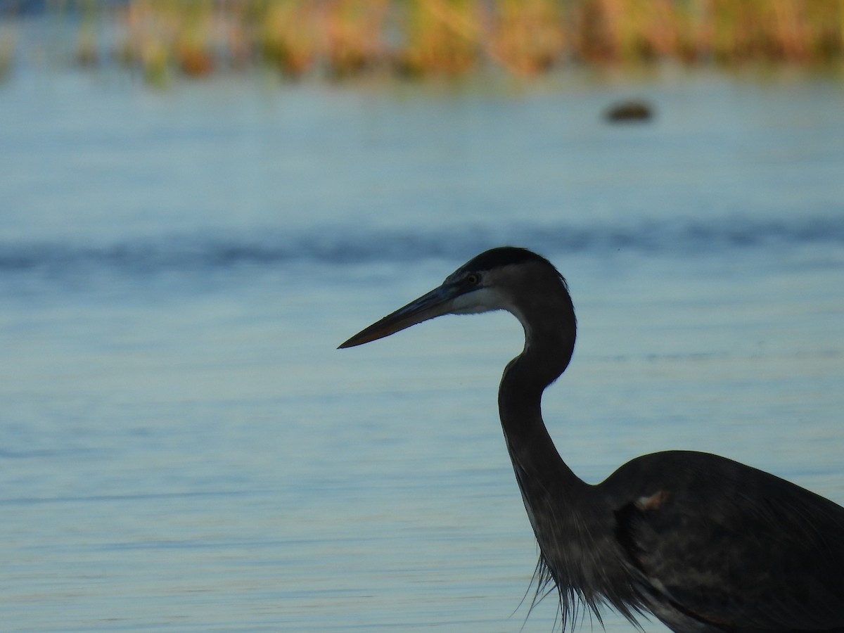 Great Blue Heron - ML644680314