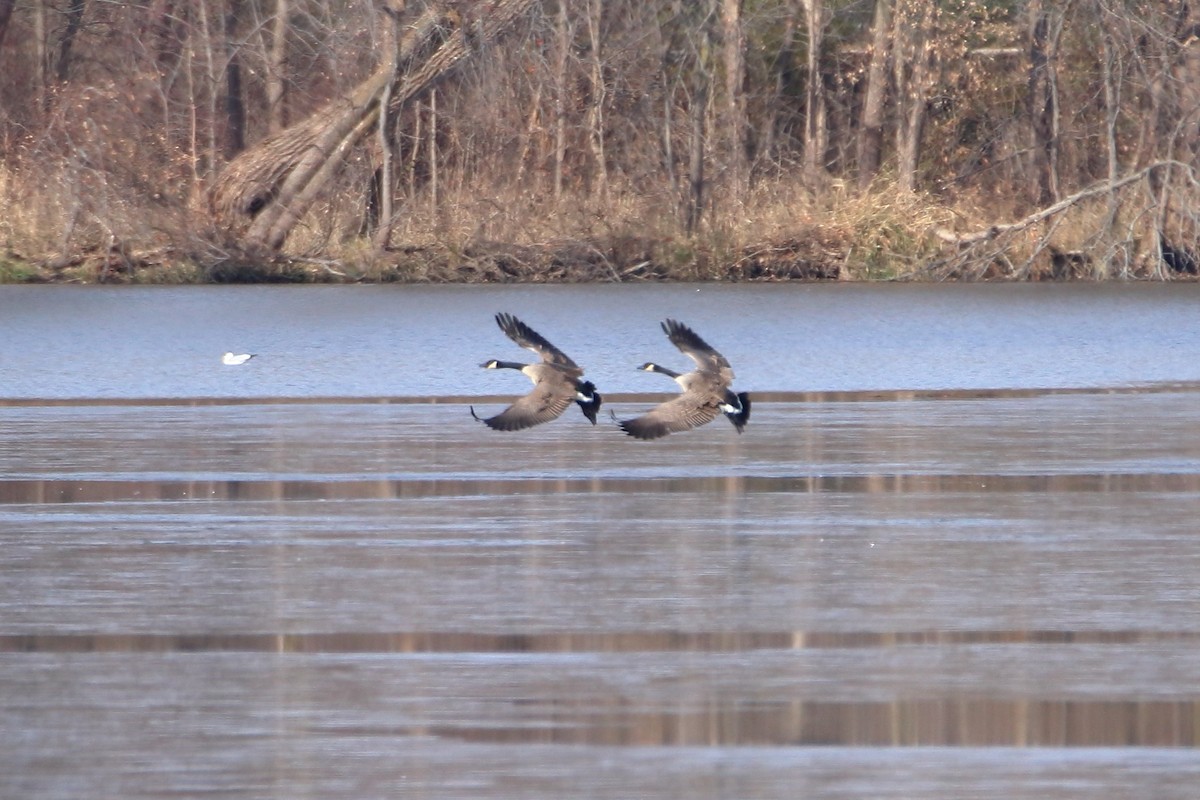 Canada Goose - ML644680316